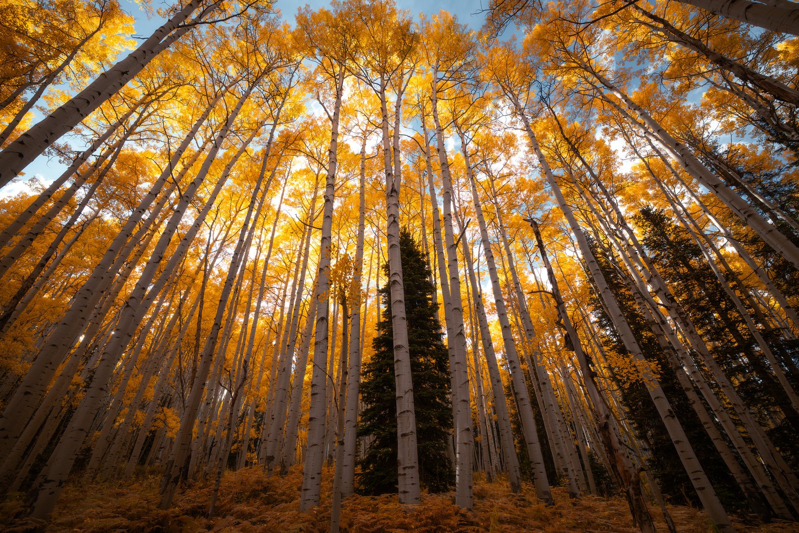 Fall color photograph by Derek Sturman
